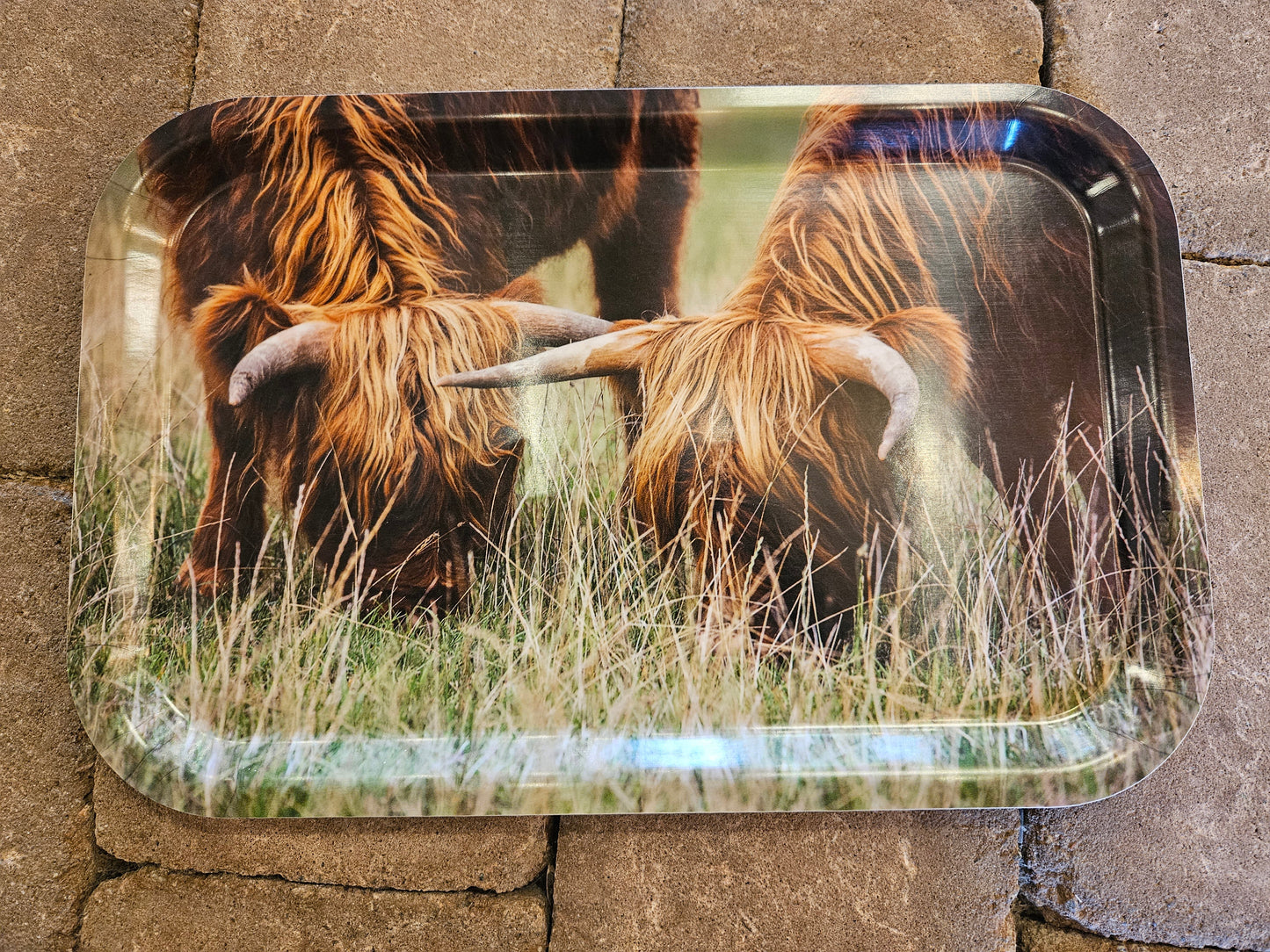 Bricka Highland cattle