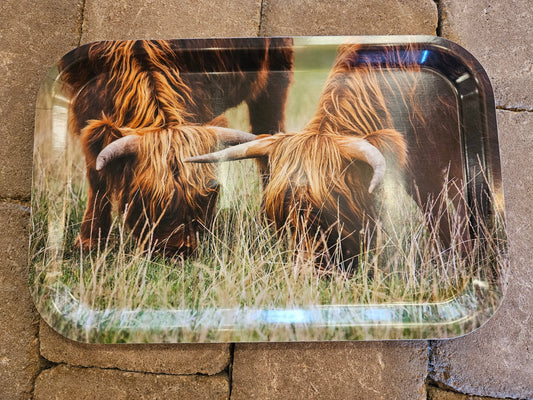Bricka Highland cattle